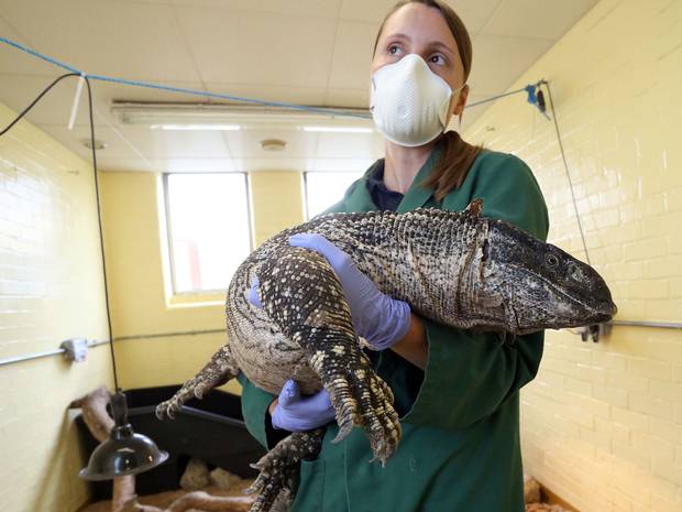 A Heathrow airport employee holding a massive lizard