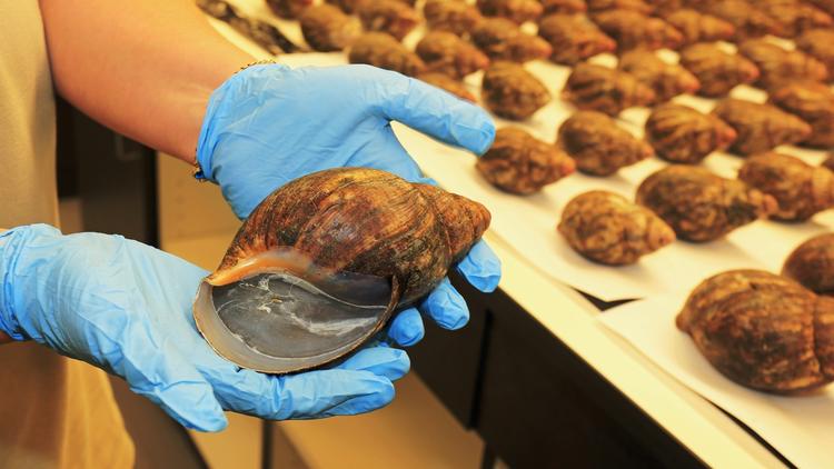 Giant Snails seized by Customs at LAX.