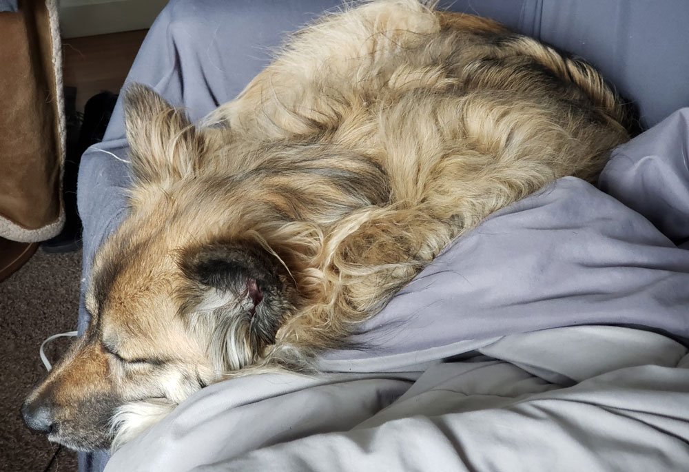 Trade RIsk Guaranty employees' have very sleepy co-workers while working from home.