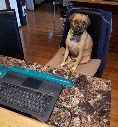 TRG employees get help working from home from their fuzzy co-workers.